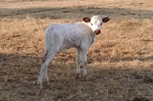 Un-named Heifer Calf 15-6